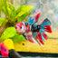 Halfmoon Red Koi Galaxy Female Betta 196 Live Betta Fish Female betta