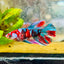 Halfmoon Red Koi Galaxy Female Betta 196 Live Betta Fish Female betta