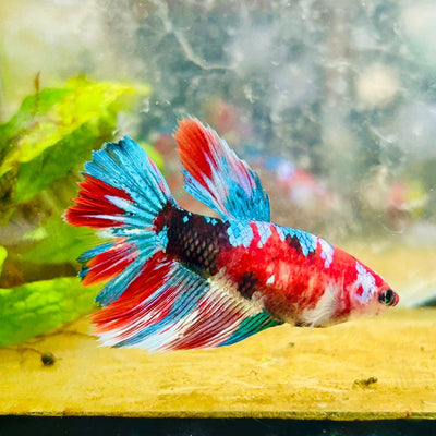 Halfmoon Red Koi Galaxy Female Betta 196 Live Betta Fish Female betta