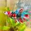 Halfmoon Red Koi Galaxy Female Betta 196 Live Betta Fish Female betta