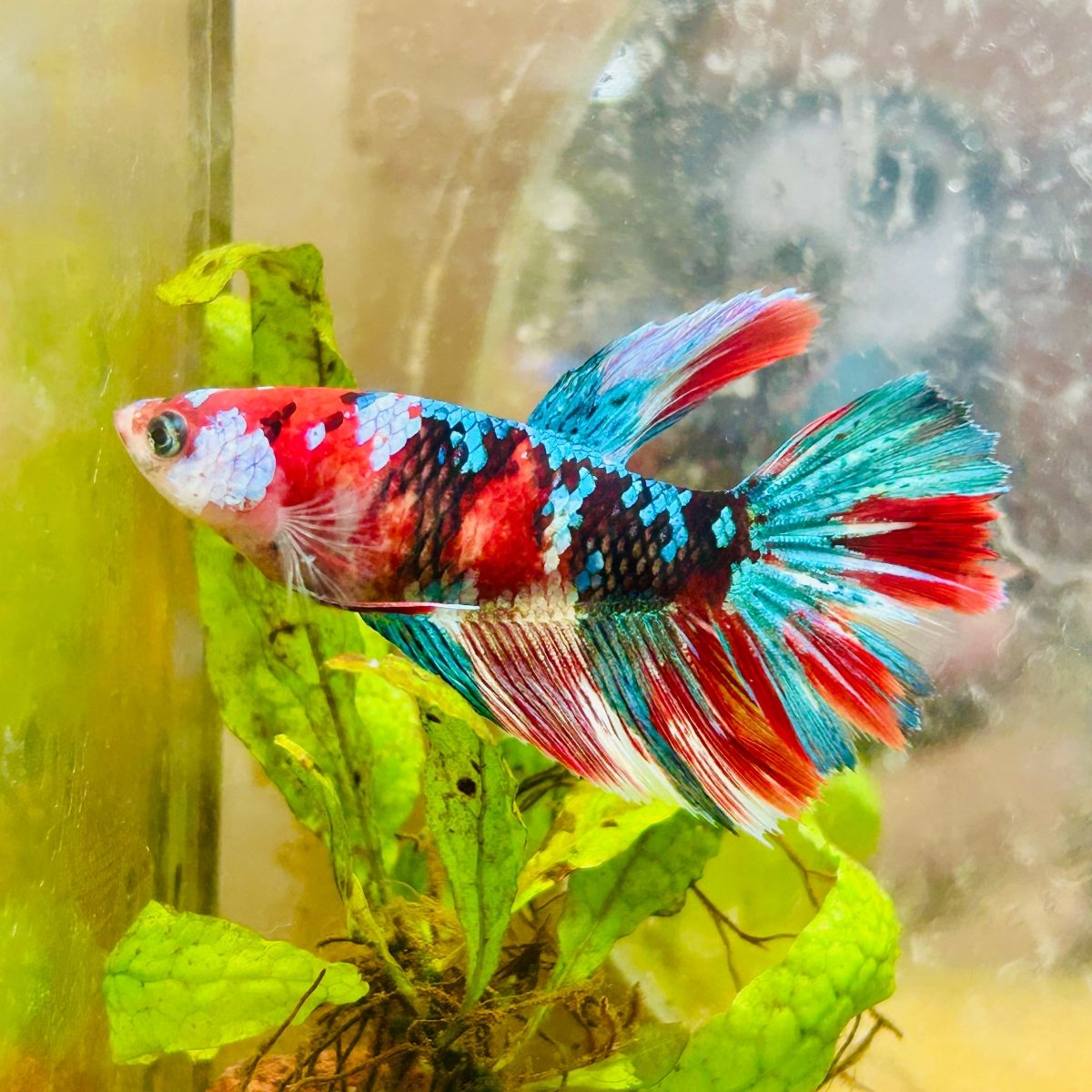 Halfmoon Red Koi Galaxy Female Betta 196 Live Betta Fish Female betta