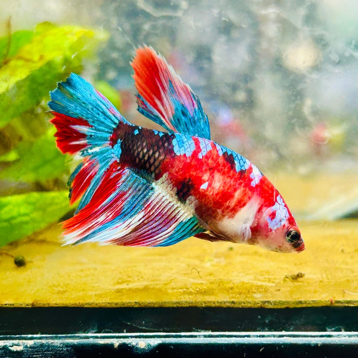 Halfmoon Red Koi Galaxy Female Betta 196 Live Betta Fish Female betta