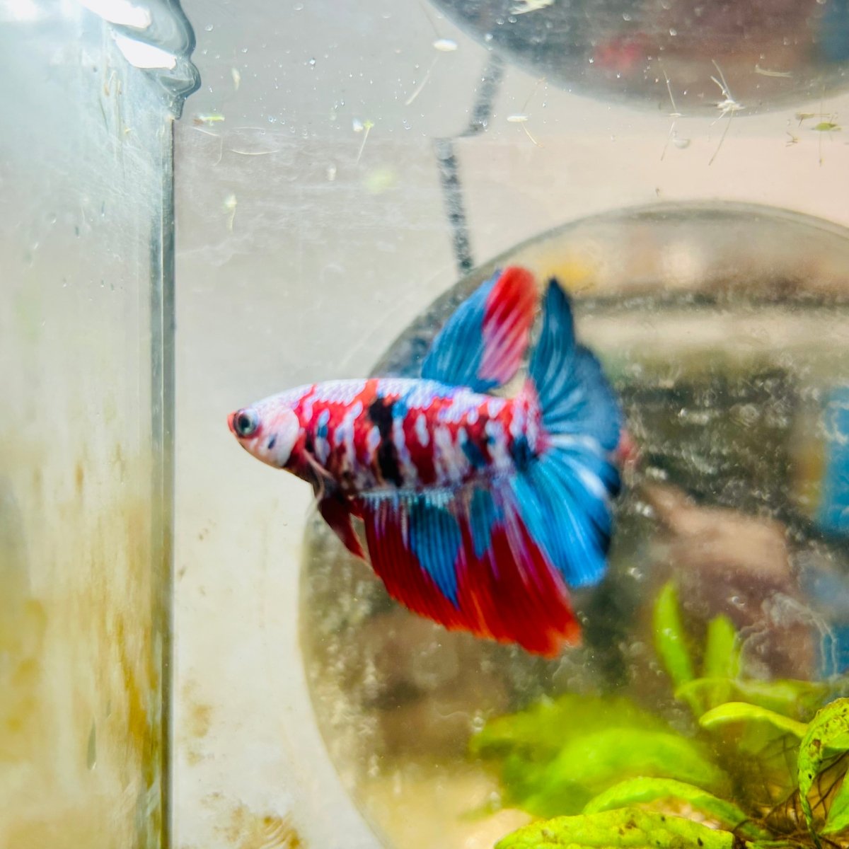 Halfmoon Red Koi Galaxy Female Betta A93 Female betta