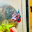 Halfmoon Red Koi Galaxy Female Betta A93 Female betta