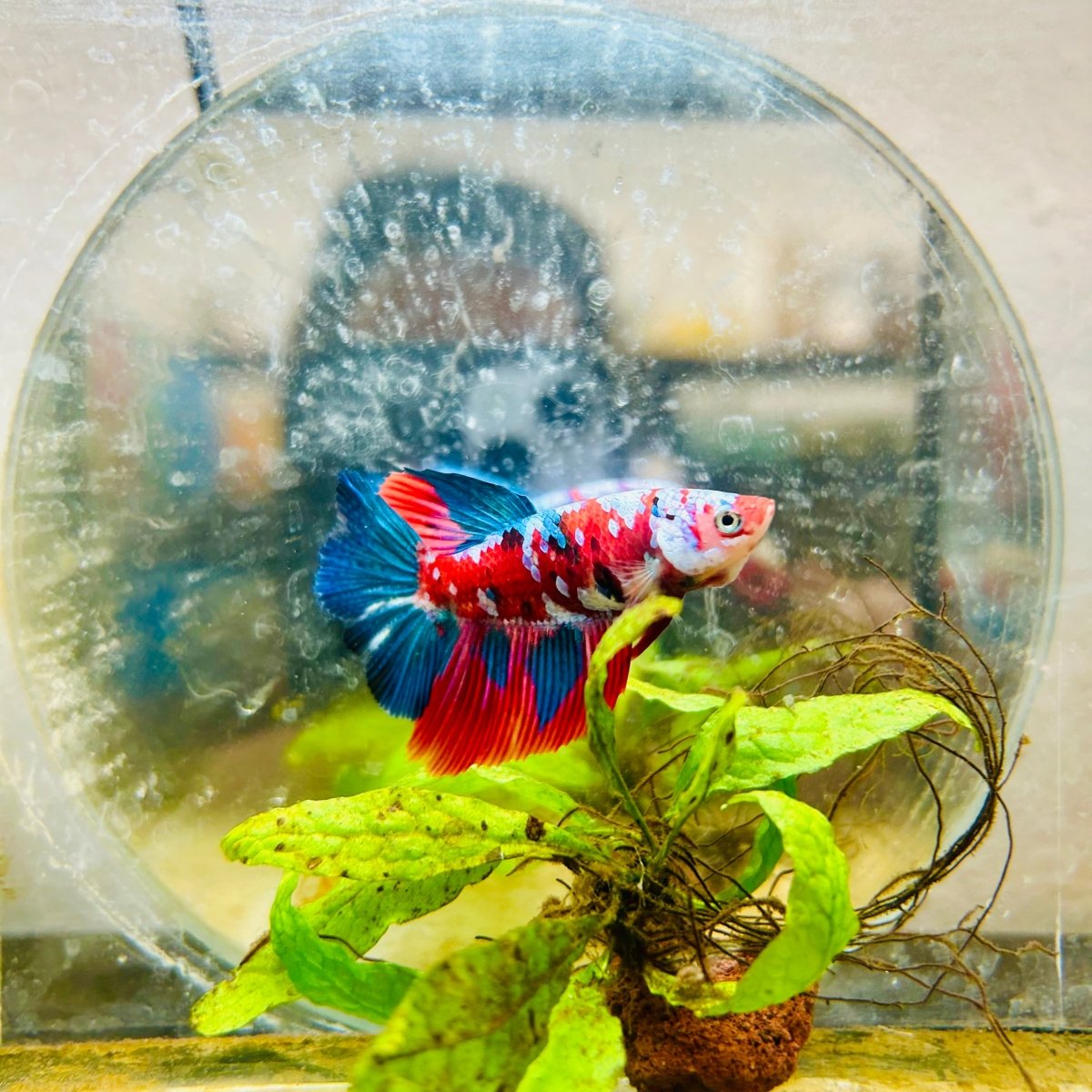 Halfmoon Red Koi Galaxy Female Betta A93 Female betta