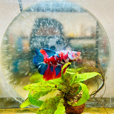 Halfmoon Red Koi Galaxy Female Betta A93 Female betta