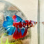Halfmoon Red Koi Galaxy Female Betta A93 Female betta