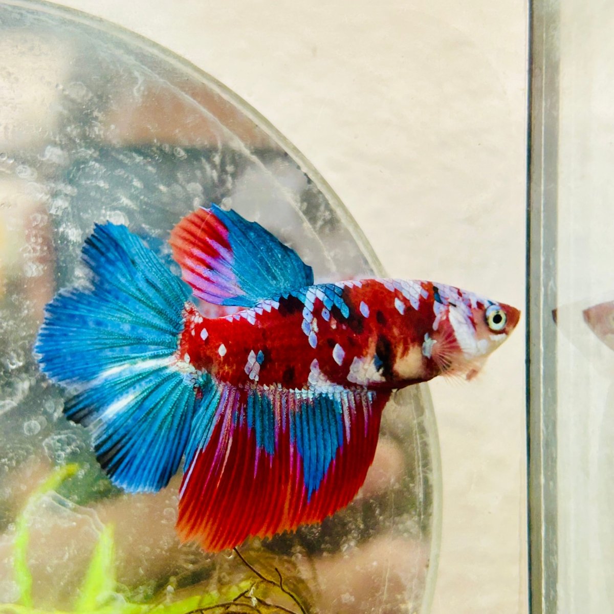 Halfmoon Red Koi Galaxy Female Betta A93 Female betta