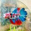 Halfmoon Red Koi Galaxy Female Betta A93 Female betta
