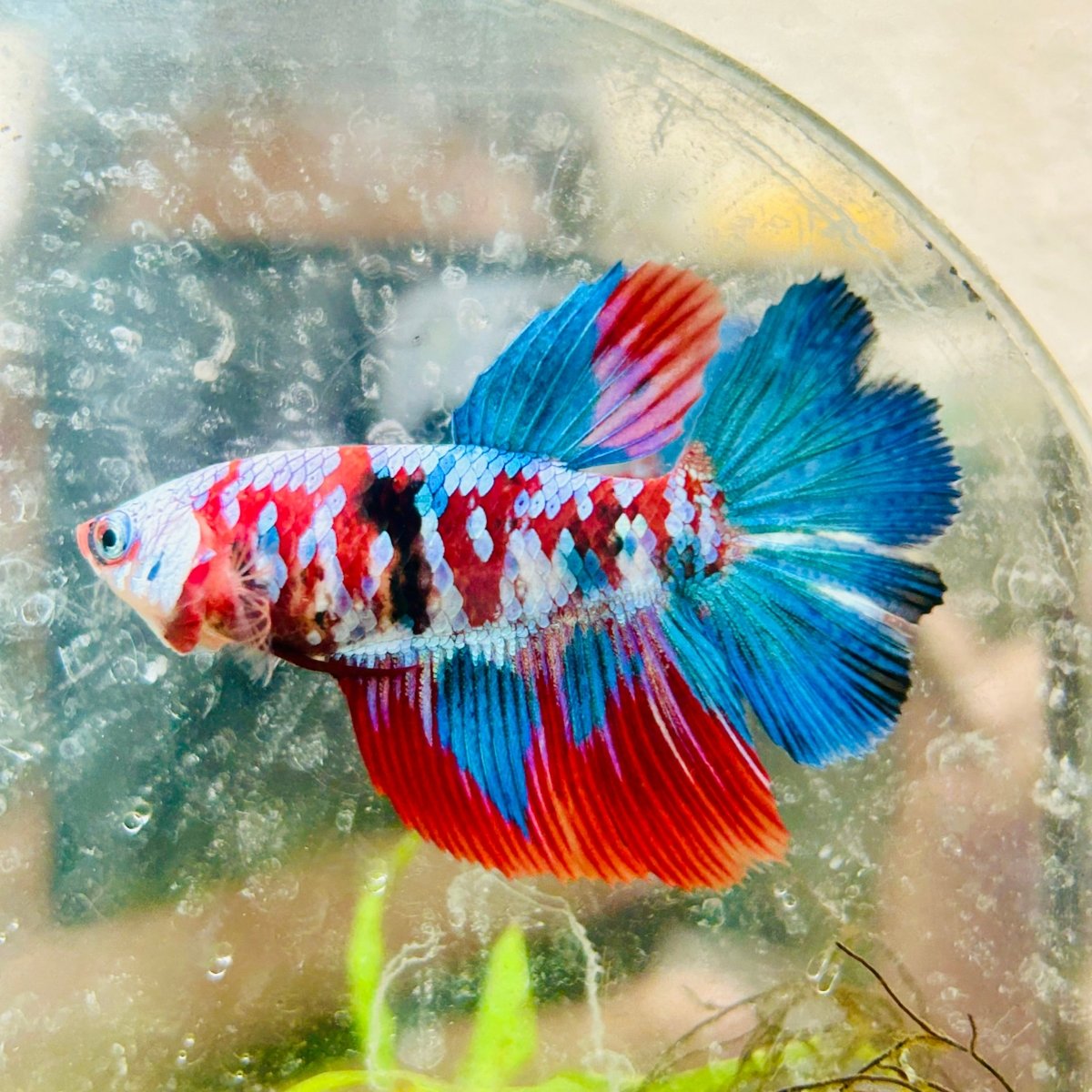 Halfmoon Red Koi Galaxy Female Betta A93 Female betta