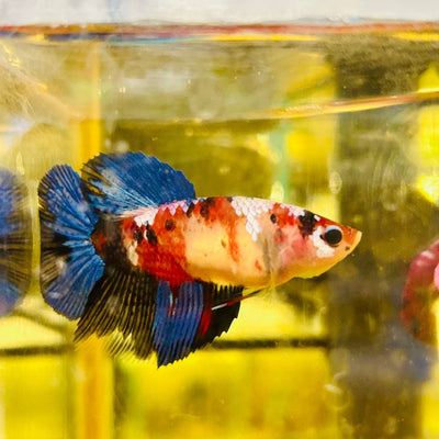Halfmoon Red Koi Galaxy Female Betta D15 Live Betta Fish Female betta