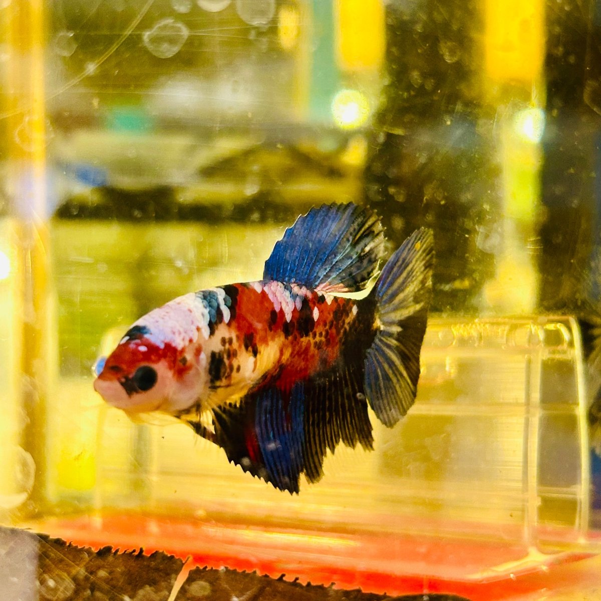 Halfmoon Red Koi Galaxy Female Betta D15 Live Betta Fish Female betta