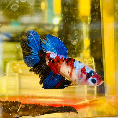 Halfmoon Red Koi Galaxy Female Betta D15 Live Betta Fish Female betta