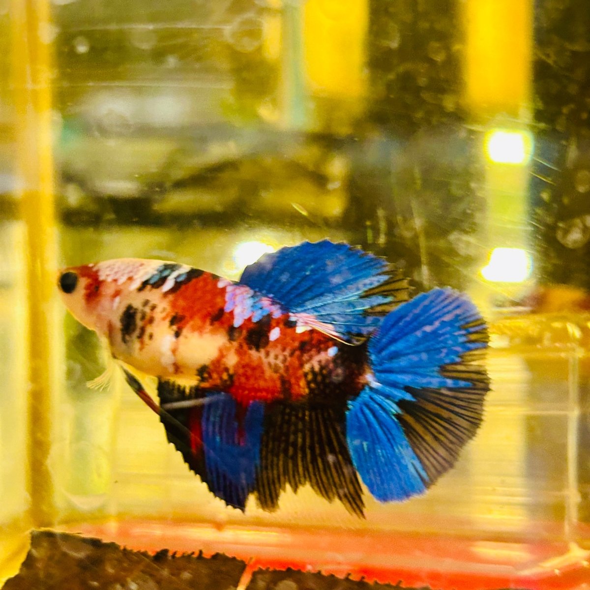 Halfmoon Red Koi Galaxy Female Betta D15 Live Betta Fish Female betta