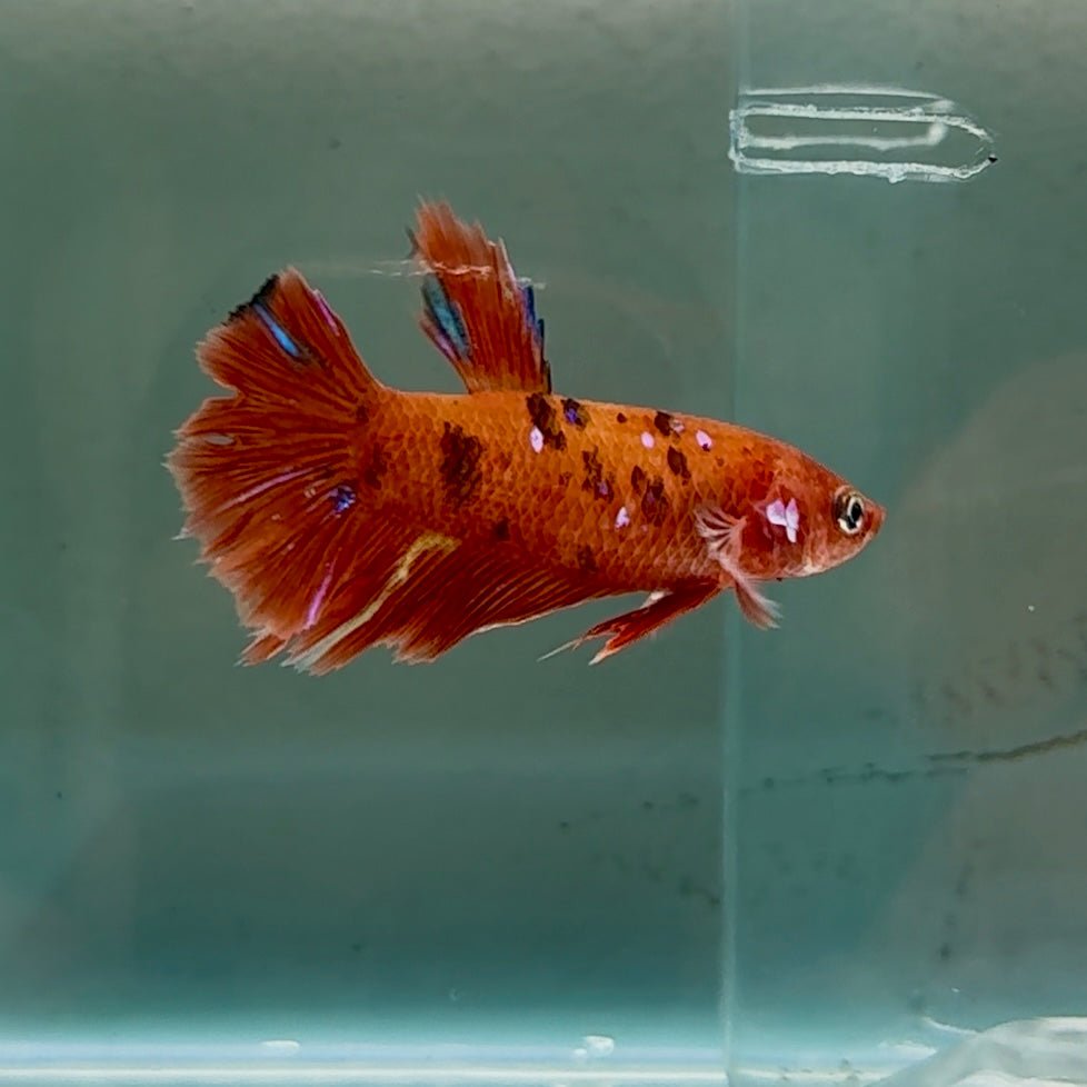 Betta hembra Halfmoon Red Koi Galaxy #040