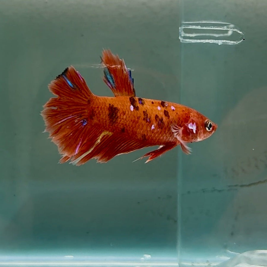 Halfmoon Red Koi Galaxy Female Betta #Se03 Live Betta Fish Female betta