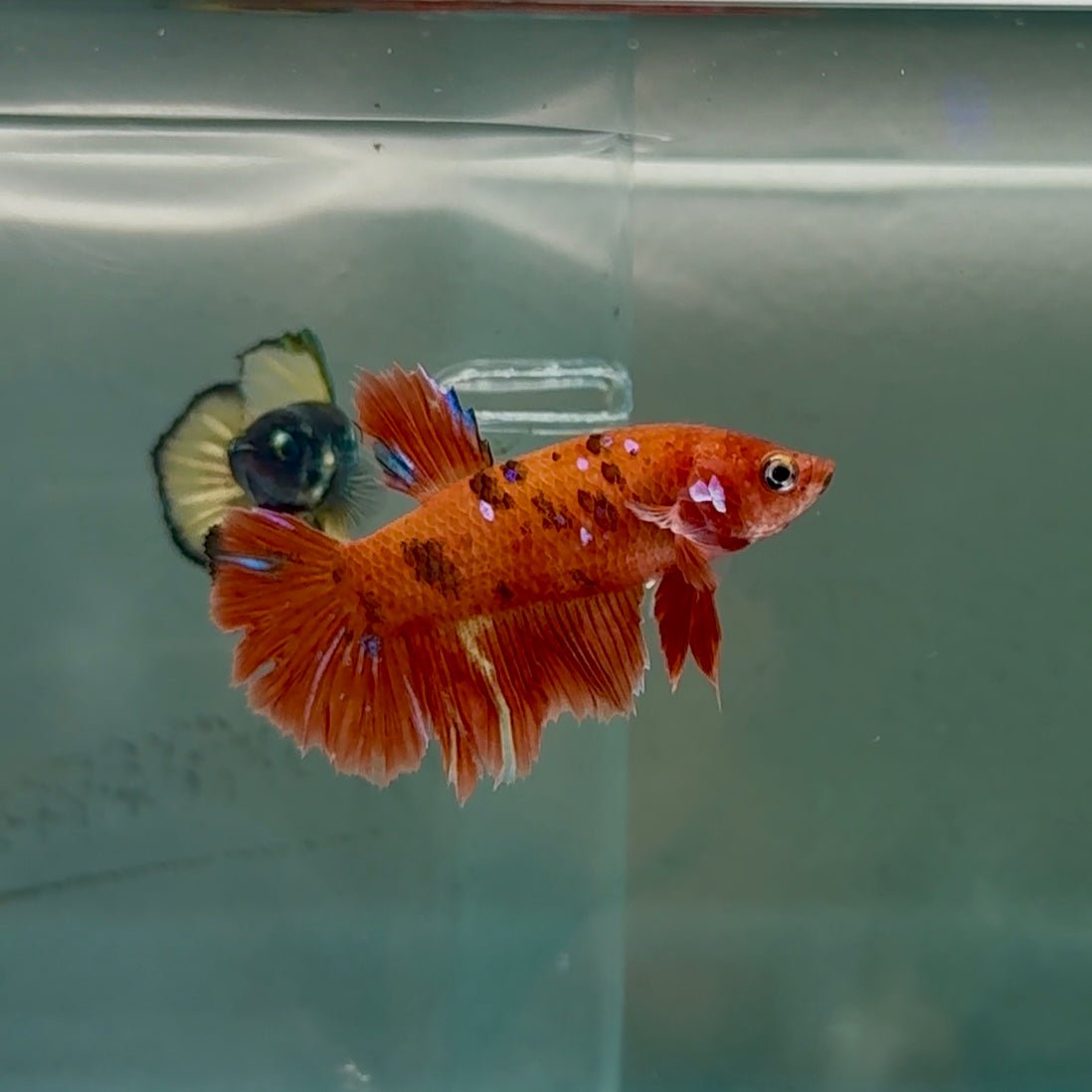 Betta hembra Halfmoon Red Koi Galaxy #040