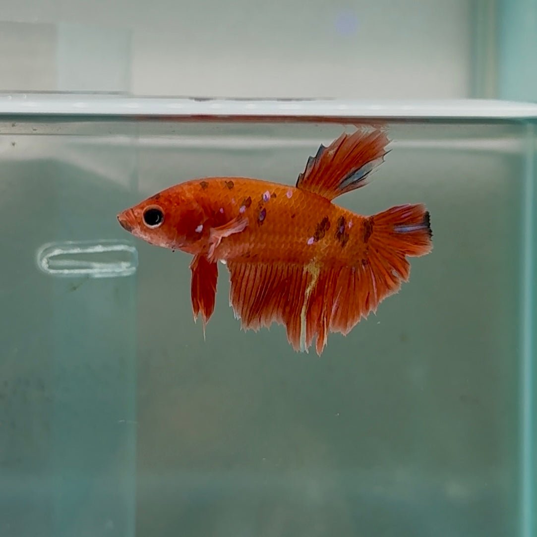 Betta hembra Halfmoon Red Koi Galaxy #040