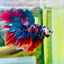 Halfmoon Red Koi Galaxy - Male Betta 015 Live Betta Fish Male betta