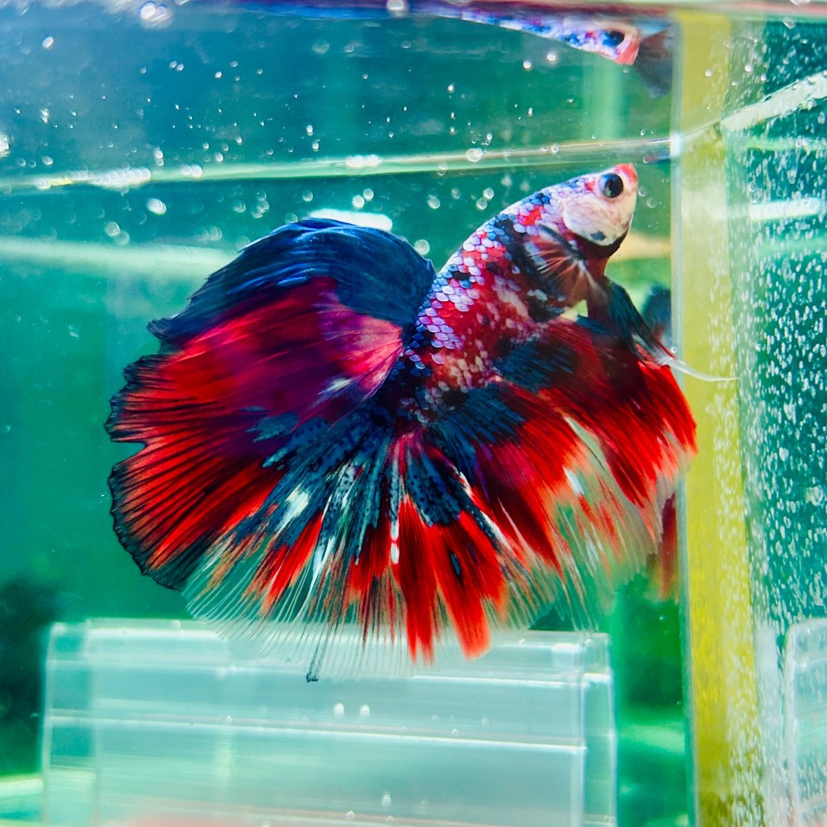 Halfmoon Red Koi Galaxy - Male Betta 015 Live Betta Fish Male betta