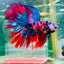 Halfmoon Red Koi Galaxy - Male Betta 015 Live Betta Fish Male betta