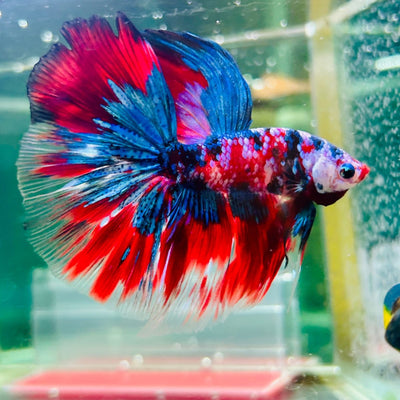 Halfmoon Red Koi Galaxy - Male Betta 015 Live Betta Fish Male betta
