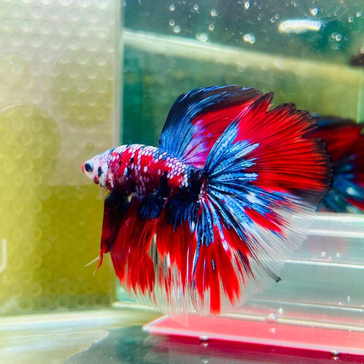 Halfmoon Red Koi Galaxy - Male Betta 015 Live Betta Fish Male betta