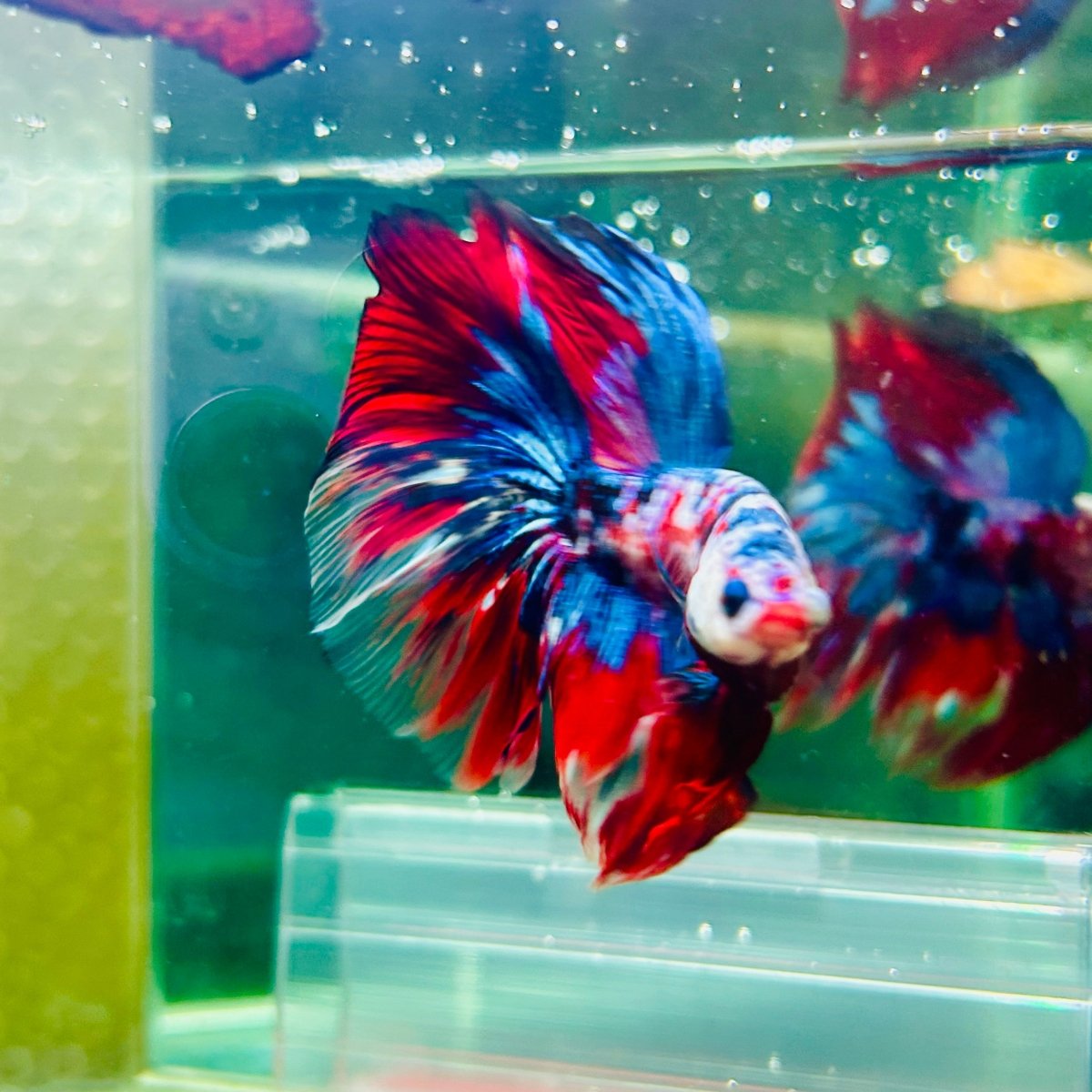 Halfmoon Red Koi Galaxy - Male Betta 015 Live Betta Fish Male betta