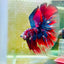 Halfmoon Red Koi Galaxy - Male Betta 015 Live Betta Fish Male betta