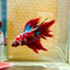 Halfmoon Red Koi Galaxy - Male Betta 055 Live Betta Fish Male betta