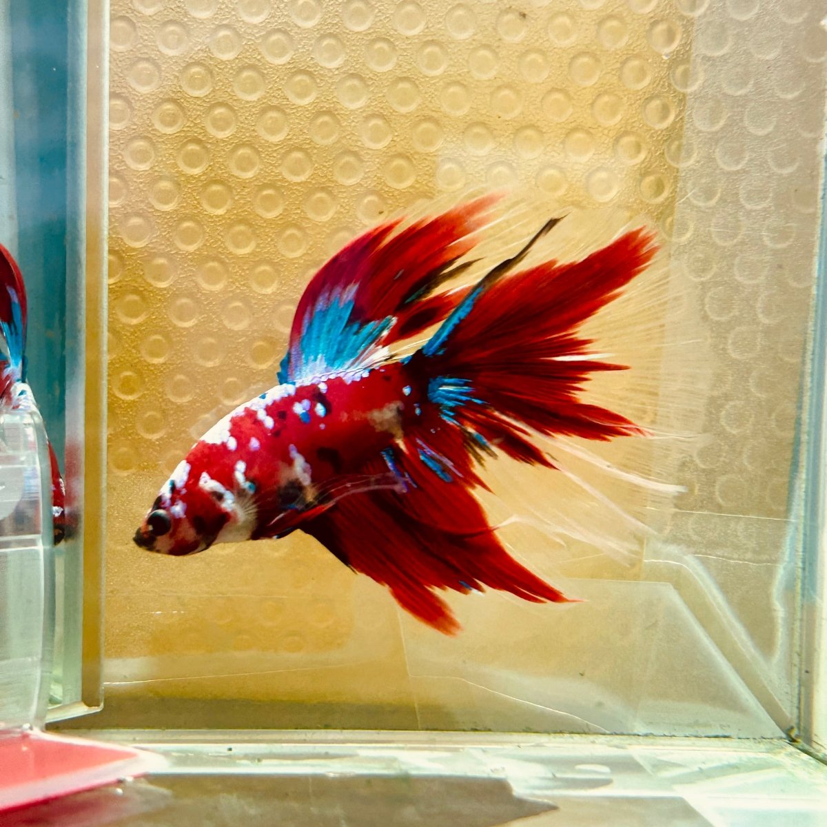 Halfmoon Red Koi Galaxy - Male Betta 055 Live Betta Fish Male betta