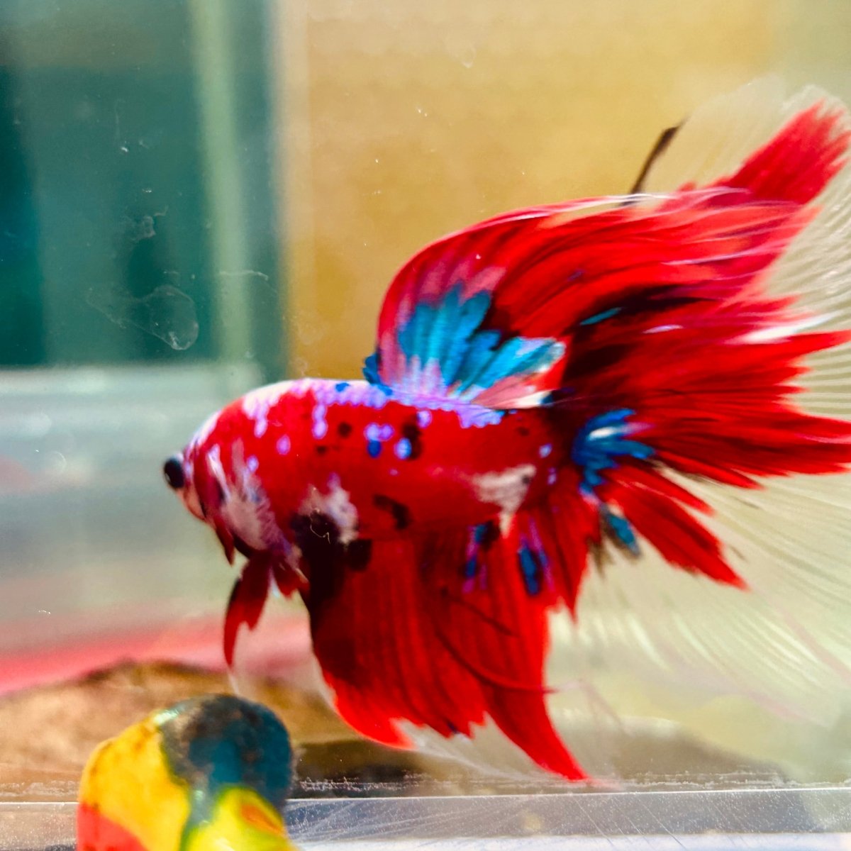Halfmoon Red Koi Galaxy - Male Betta 055 Live Betta Fish Male betta