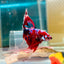 Halfmoon Red Koi Galaxy - Male Betta 055 Live Betta Fish Male betta