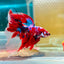 Halfmoon Red Koi Galaxy - Male Betta 055 Live Betta Fish Male betta