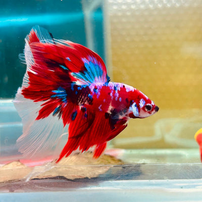 Halfmoon Red Koi Galaxy - Male Betta 055 Live Betta Fish Male betta