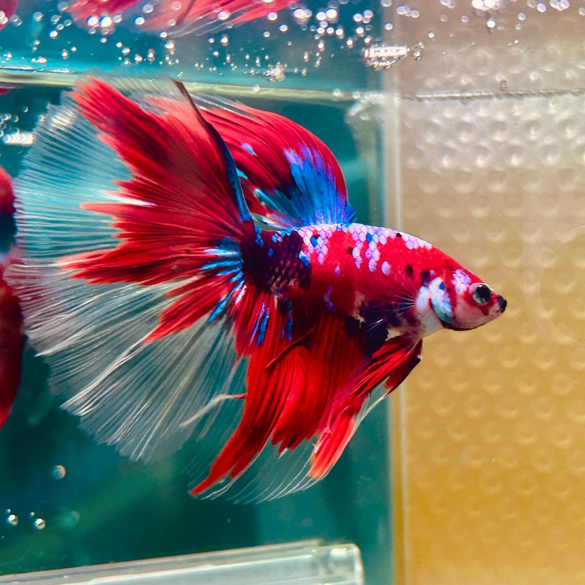 Halfmoon Red Koi Galaxy - Male Betta 055 Live Betta Fish Male betta
