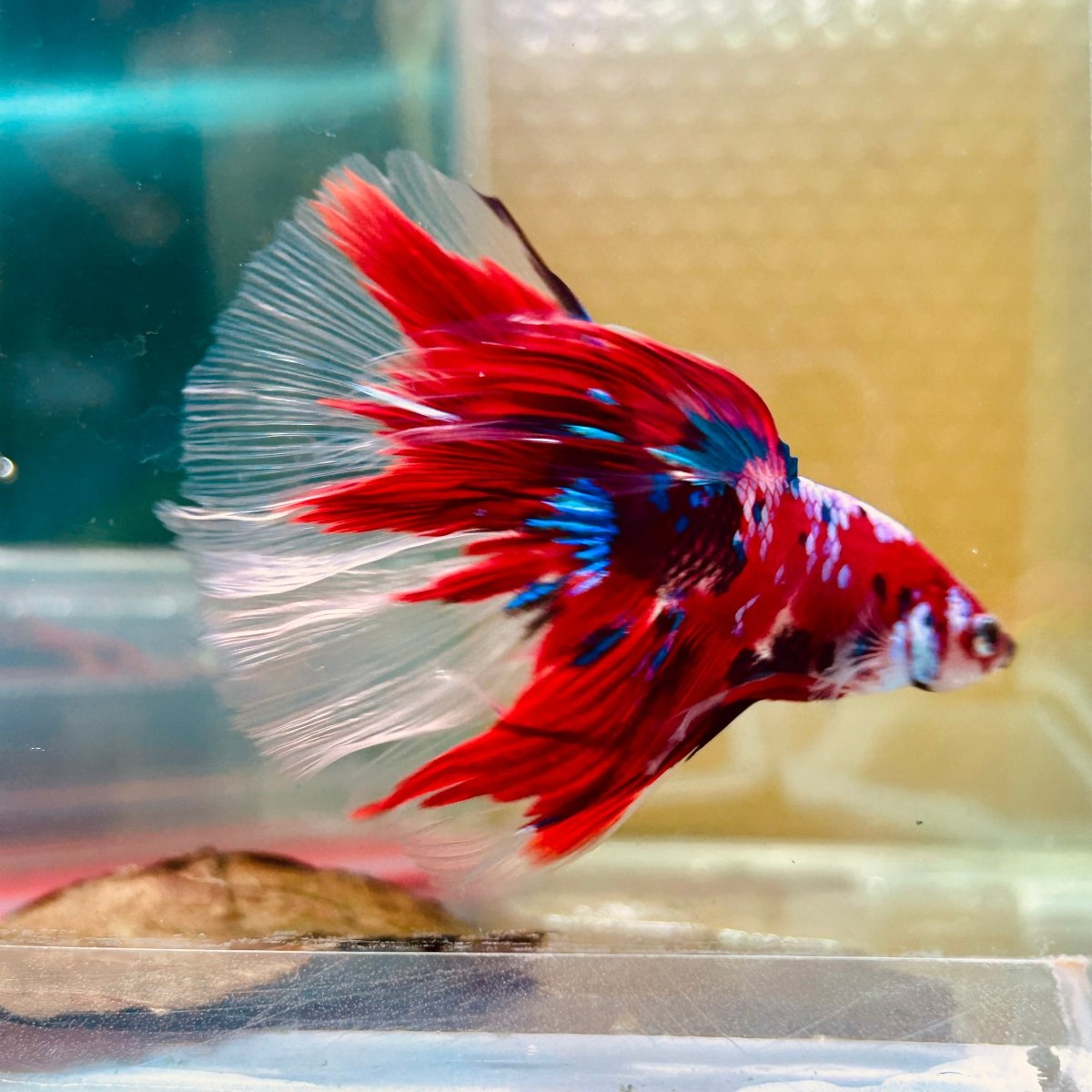 Halfmoon Red Koi Galaxy - Male Betta 055 Live Betta Fish Male betta