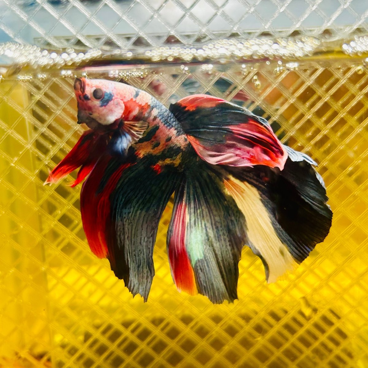 Halfmoon Red Koi Galaxy - Male Betta 060 Live Betta Fish Male betta