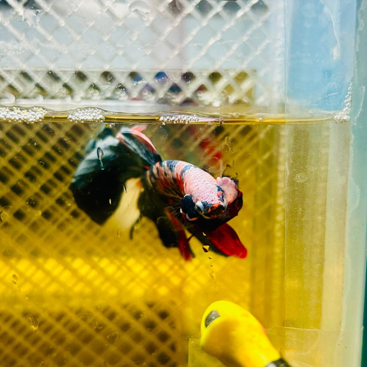 Halfmoon Red Koi Galaxy - Male Betta 060 Live Betta Fish Male betta