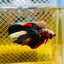 Halfmoon Red Koi Galaxy - Male Betta 060 Live Betta Fish Male betta