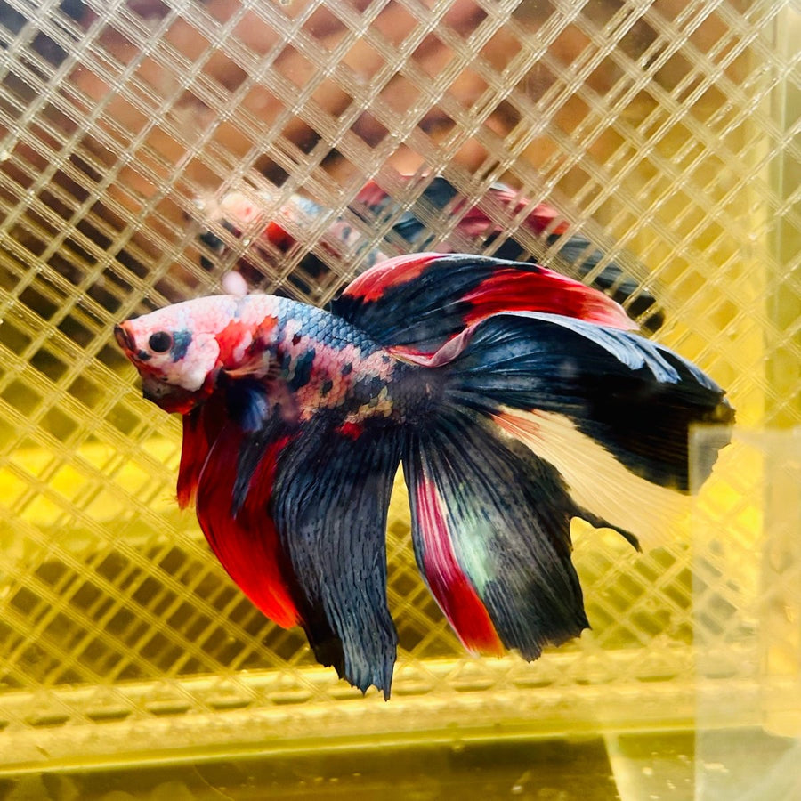 Halfmoon Red Koi Galaxy - Male Betta 060 Live Betta Fish Male betta