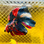 Halfmoon Red Koi Galaxy - Male Betta 060 Live Betta Fish Male betta