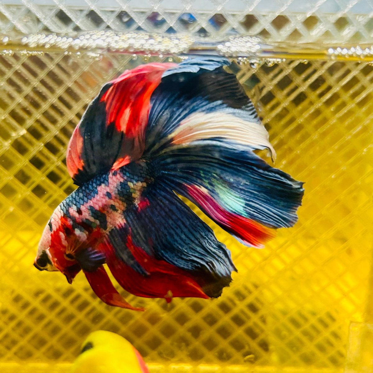 Halfmoon Red Koi Galaxy - Male Betta 060 Live Betta Fish Male betta
