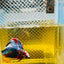 Halfmoon Red Koi Galaxy - Male Betta 060 Live Betta Fish Male betta