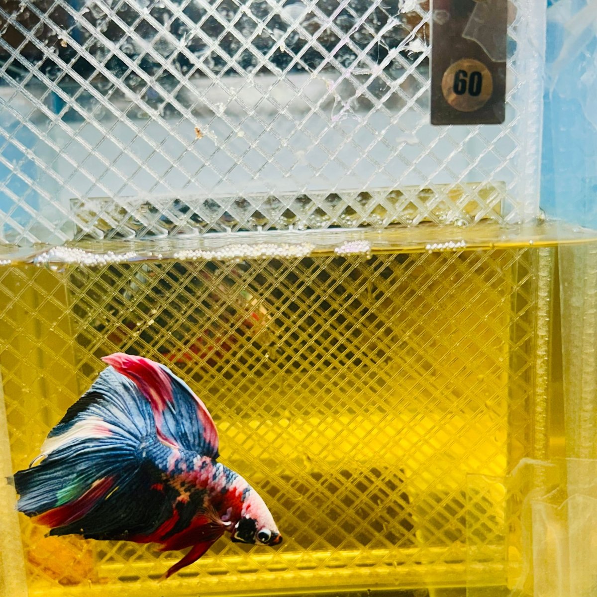 Halfmoon Red Koi Galaxy - Male Betta 060 Live Betta Fish Male betta