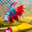 Halfmoon Red Koi Galaxy - Male Betta 065 Live Betta Fish Male betta