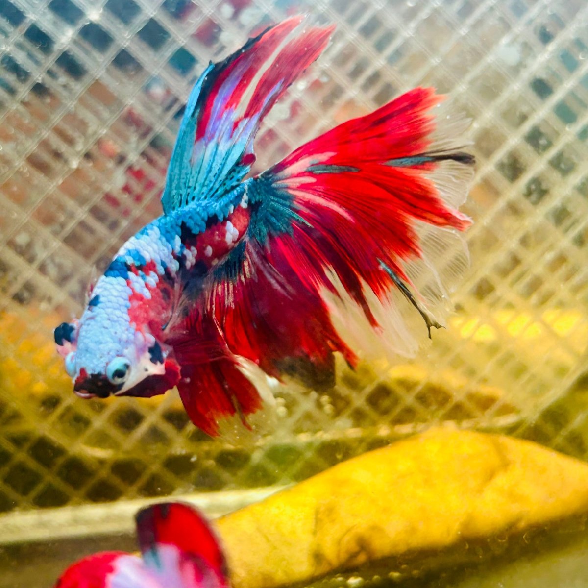 Halfmoon Red Koi Galaxy - Male Betta #065