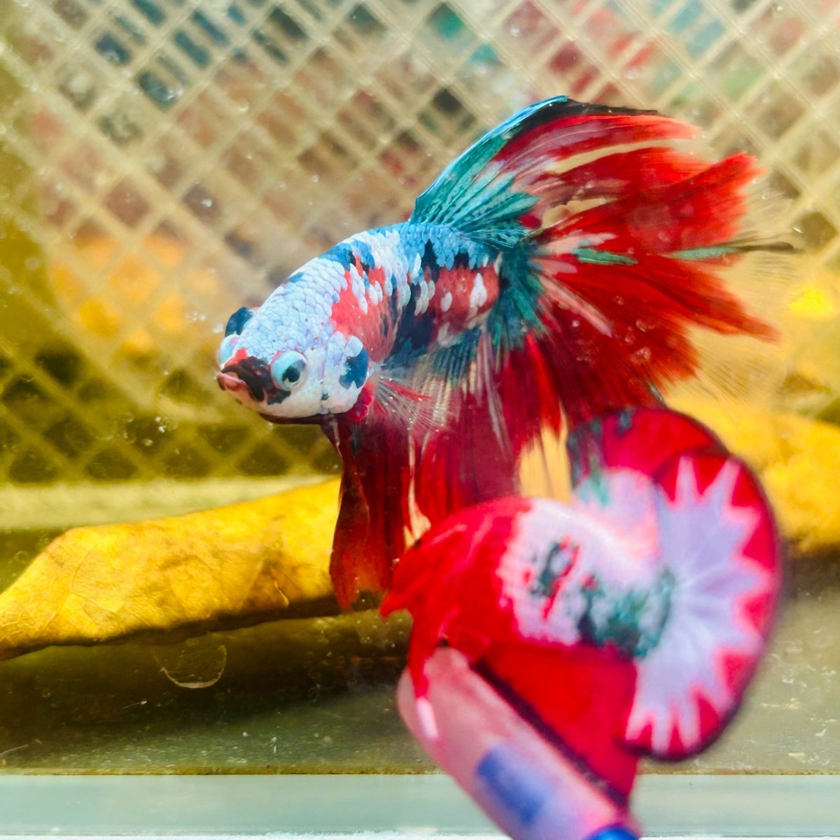 Halfmoon Red Koi Galaxy - Male Betta #065