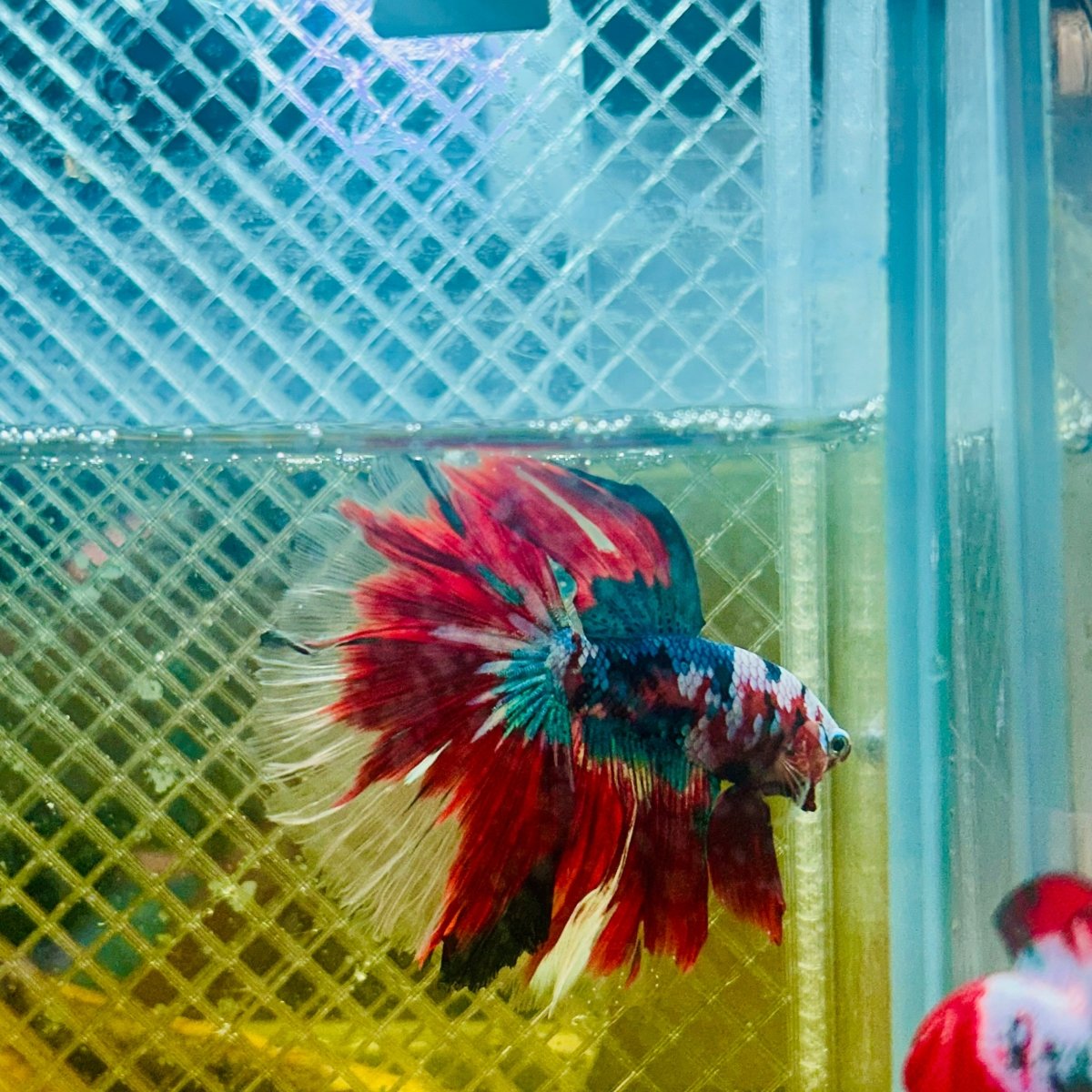 Halfmoon Red Koi Galaxy - Male Betta #065