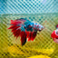 Halfmoon Red Koi Galaxy - Male Betta 065 Live Betta Fish Male betta